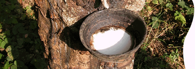 chemical free LA organic cotton wool bed